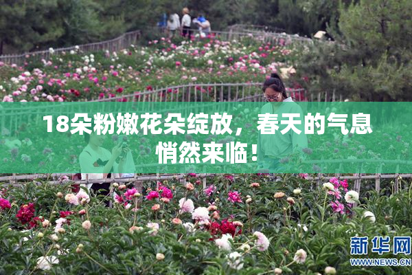 18朵粉嫩花朵绽放，春天的气息悄然来临！