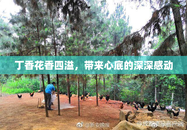 丁香花香四溢，带来心底的深深感动