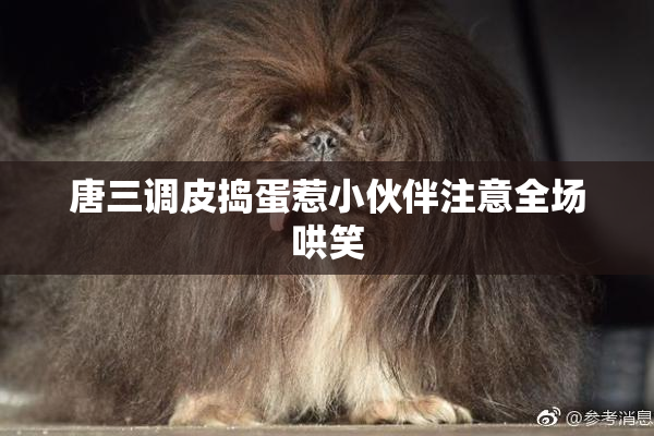 唐三调皮捣蛋惹小伙伴注意全场哄笑