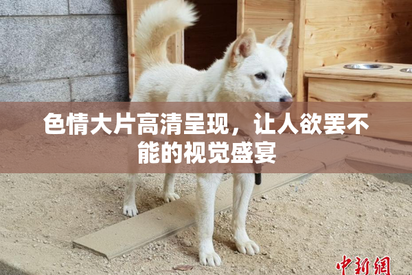 色情大片高清呈现，让人欲罢不能的视觉盛宴