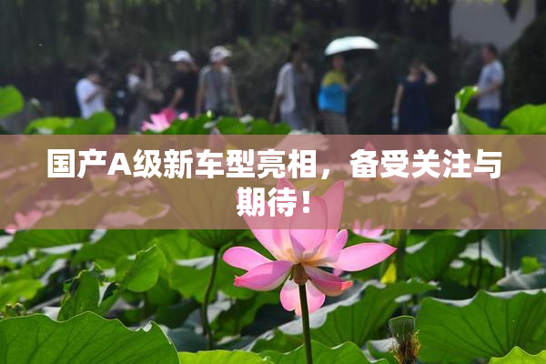 国产A级新车型亮相，备受关注与期待！