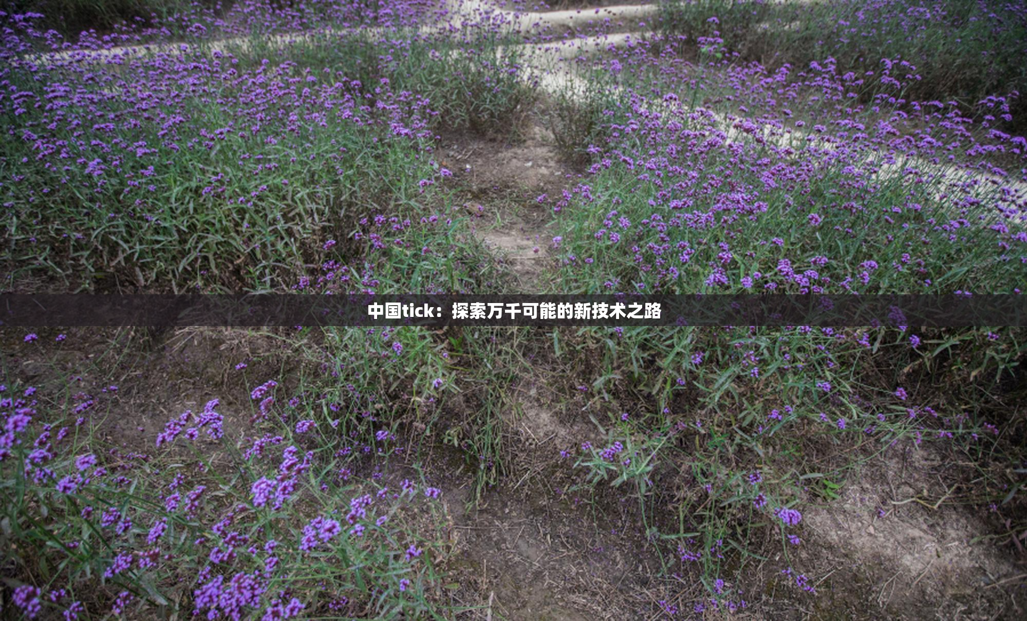 中国tick：探索万千可能的新技术之路