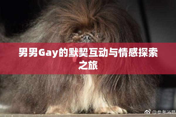 男男Gay的默契互动与情感探索之旅