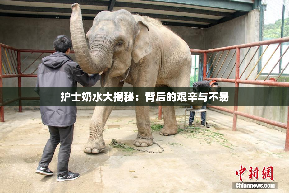 护士奶水大揭秘：背后的艰辛与不易