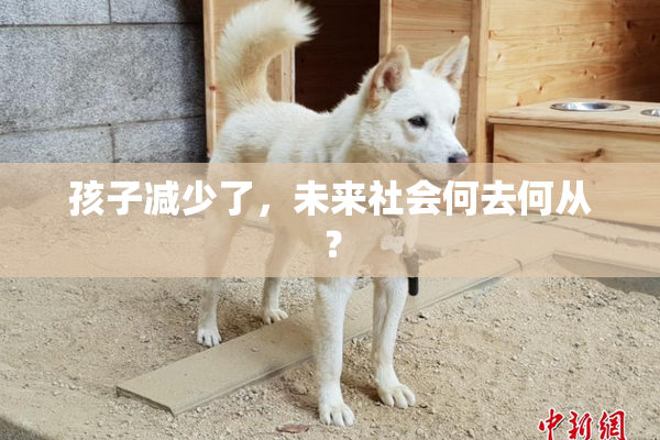 孩子减少了，未来社会何去何从？