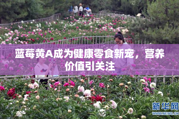 蓝莓黄A成为健康零食新宠，营养价值引关注