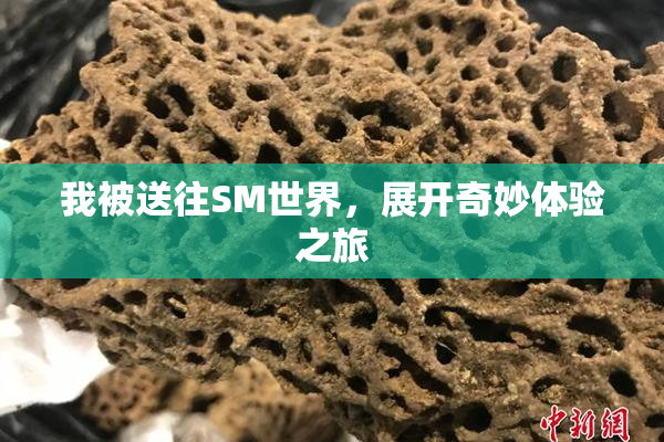 我被送往SM世界，展开奇妙体验之旅