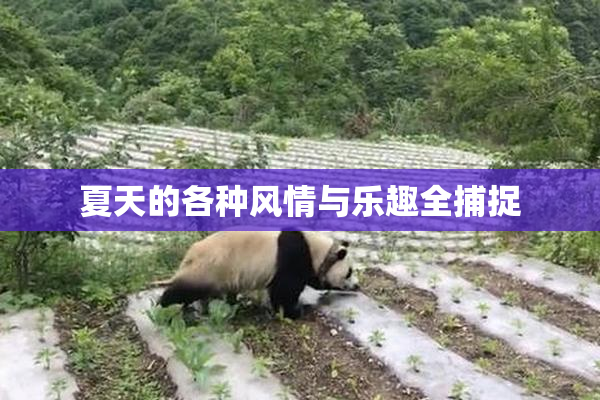 夏天的各种风情与乐趣全捕捉