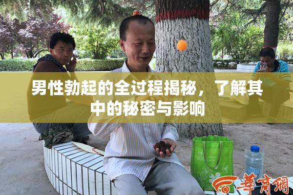 男性勃起的全过程揭秘，了解其中的秘密与影响
