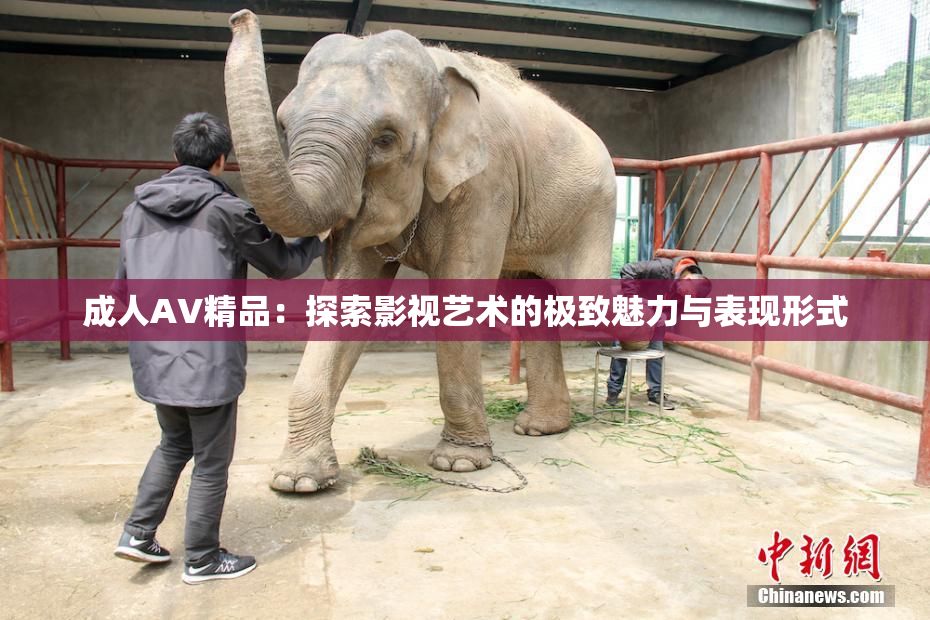 成人AV精品：探索影视艺术的极致魅力与表现形式