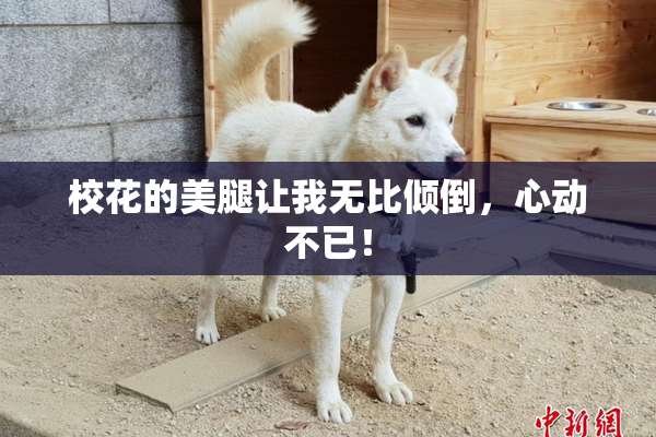 校花的美腿让我无比倾倒，心动不已！