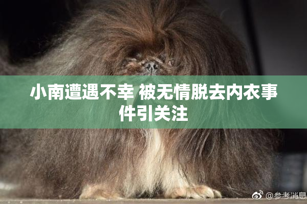 小南遭遇不幸 被无情脱去内衣事件引关注