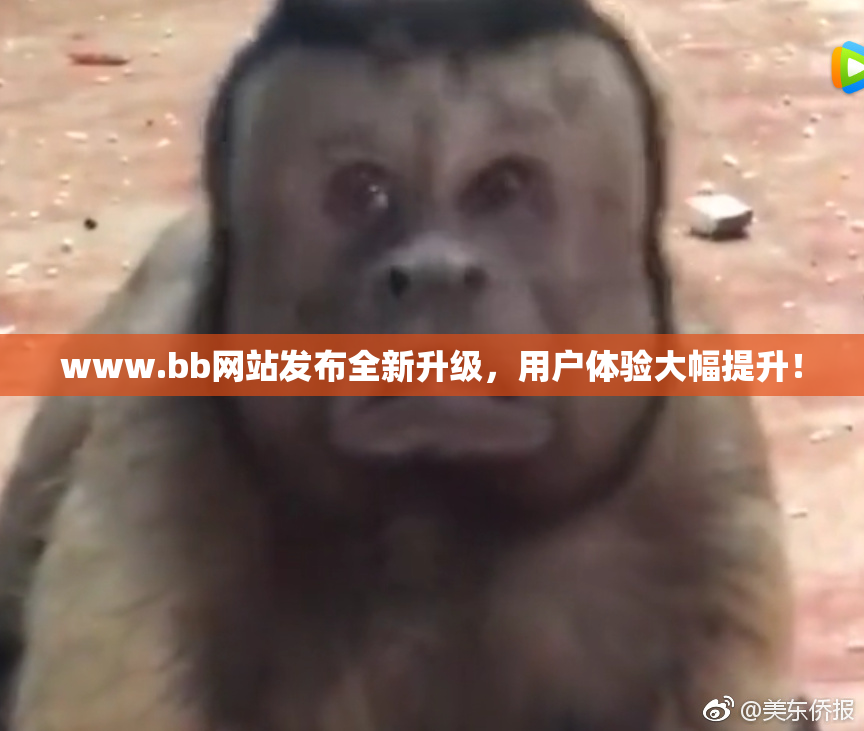 www.bb网站发布全新升级，用户体验大幅提升！