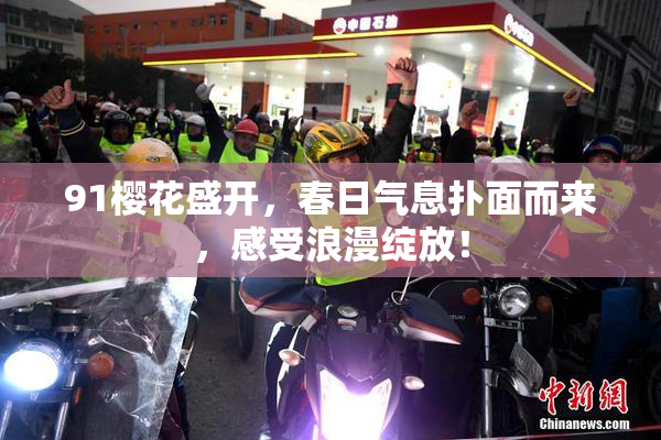 91樱花盛开，春日气息扑面而来，感受浪漫绽放！