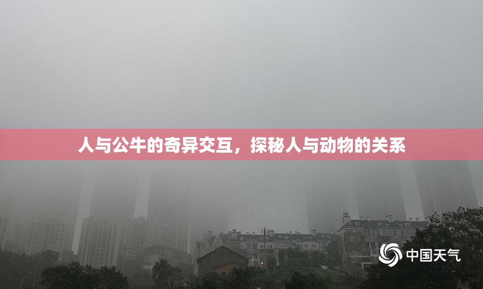 人与公牛的奇异交互，探秘人与动物的关系