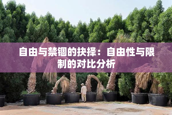 自由与禁锢的抉择：自由性与限制的对比分析