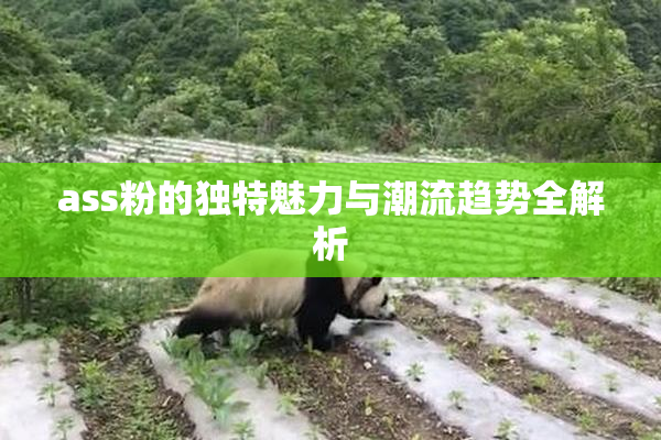 ass粉的独特魅力与潮流趋势全解析