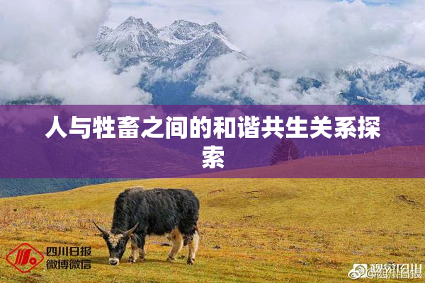 人与牲畜之间的和谐共生关系探索