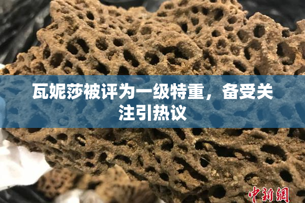 瓦妮莎被评为一级特重，备受关注引热议