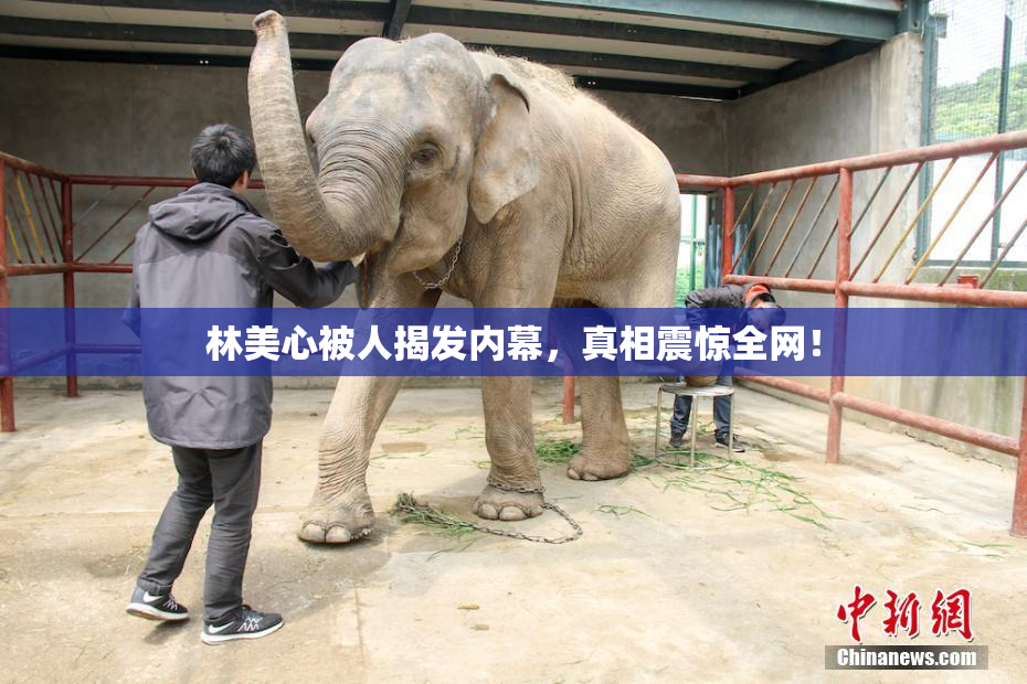 林美心被人揭发内幕，真相震惊全网！