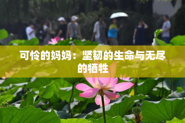 可怜的妈妈：坚韧的生命与无尽的牺牲