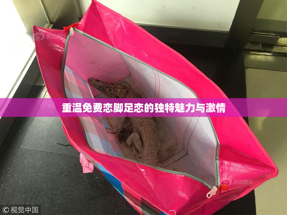 重温免费恋脚足恋的独特魅力与激情