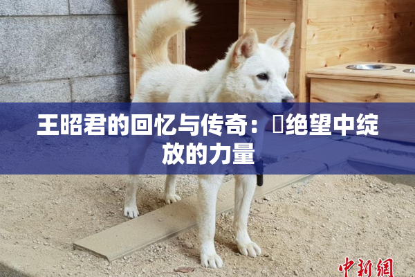 王昭君的回忆与传奇：從绝望中绽放的力量