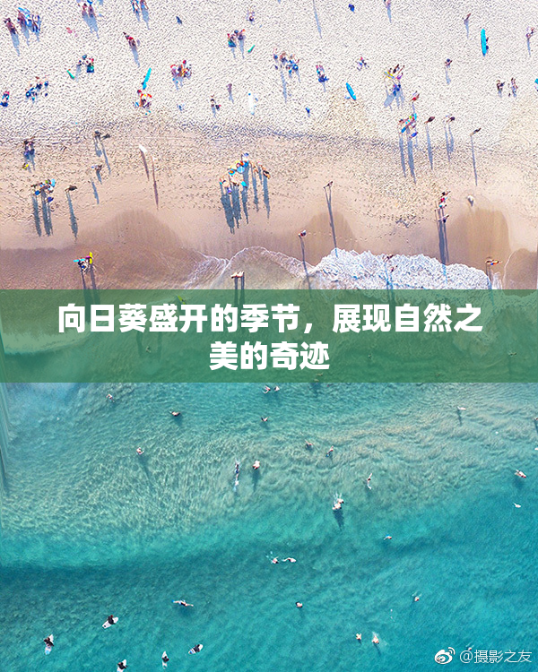 向日葵盛开的季节，展现自然之美的奇迹