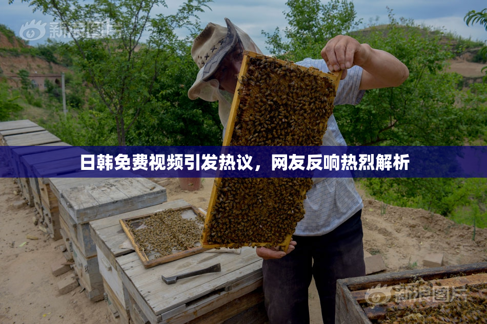 日韩免费视频引发热议，网友反响热烈解析