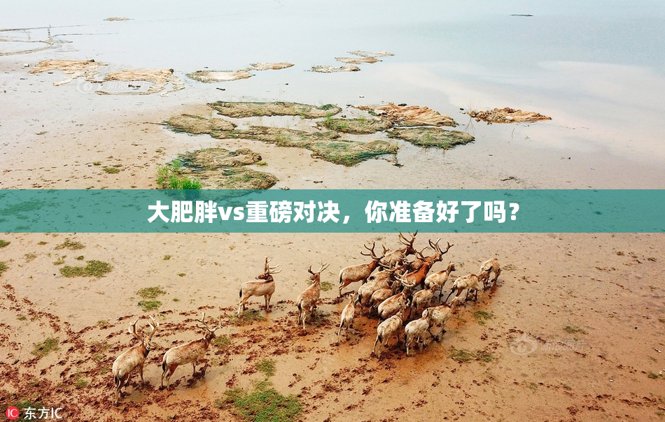 大肥胖vs重磅对决，你准备好了吗？