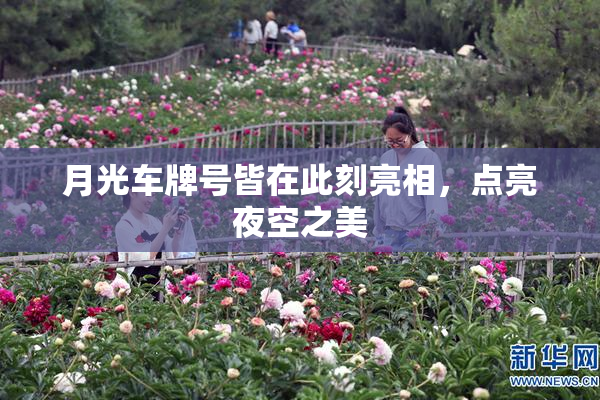 月光车牌号皆在此刻亮相，点亮夜空之美