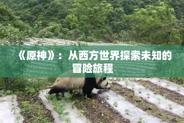 《原神》：从西方世界探索未知的冒险旅程