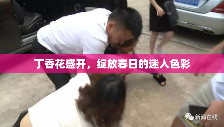 丁香花盛开，绽放春日的迷人色彩