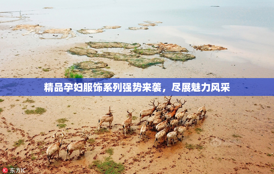精品孕妇服饰系列强势来袭，尽展魅力风采