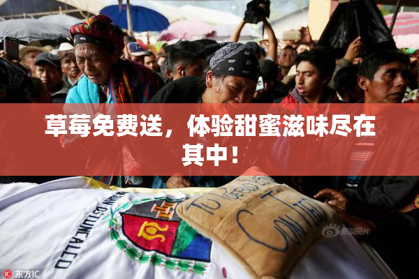 草莓免费送，体验甜蜜滋味尽在其中！