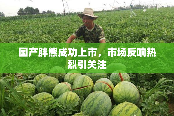 国产胖熊成功上市，市场反响热烈引关注
