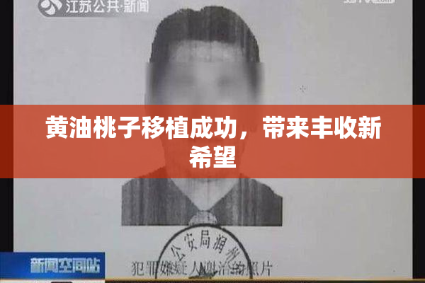 黄油桃子移植成功，带来丰收新希望