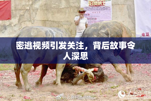 密逃视频引发关注，背后故事令人深思