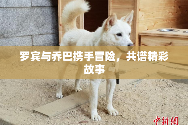 罗宾与乔巴携手冒险，共谱精彩故事