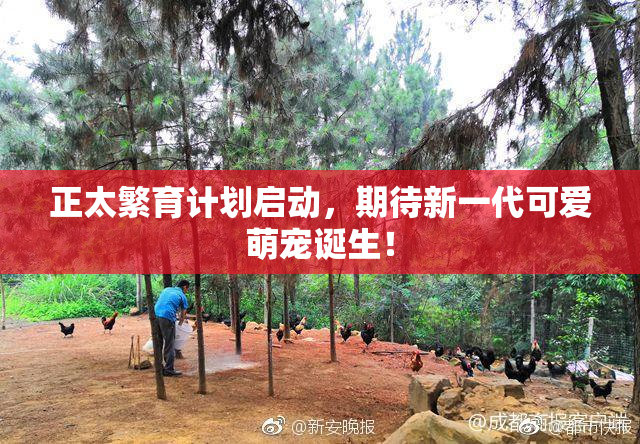 正太繁育计划启动，期待新一代可爱萌宠诞生！
