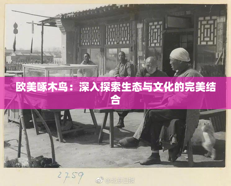 欧美啄木鸟：深入探索生态与文化的完美结合