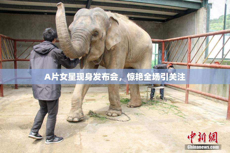 A片女星现身发布会，惊艳全场引关注
