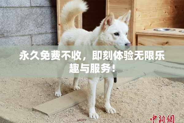 永久免费不收，即刻体验无限乐趣与服务！