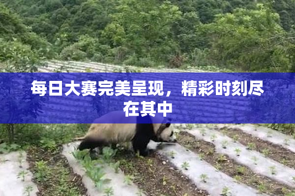 每日大赛完美呈现，精彩时刻尽在其中