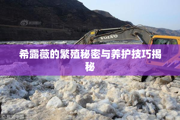 希露薇的繁殖秘密与养护技巧揭秘