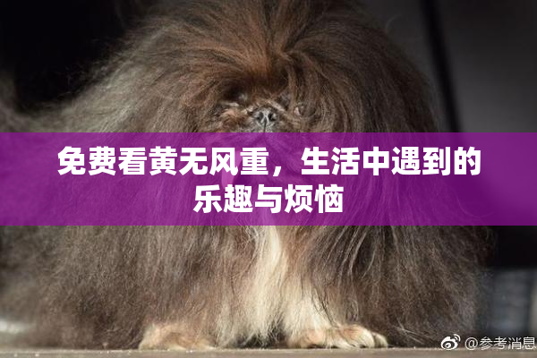 免费看黄无风重，生活中遇到的乐趣与烦恼