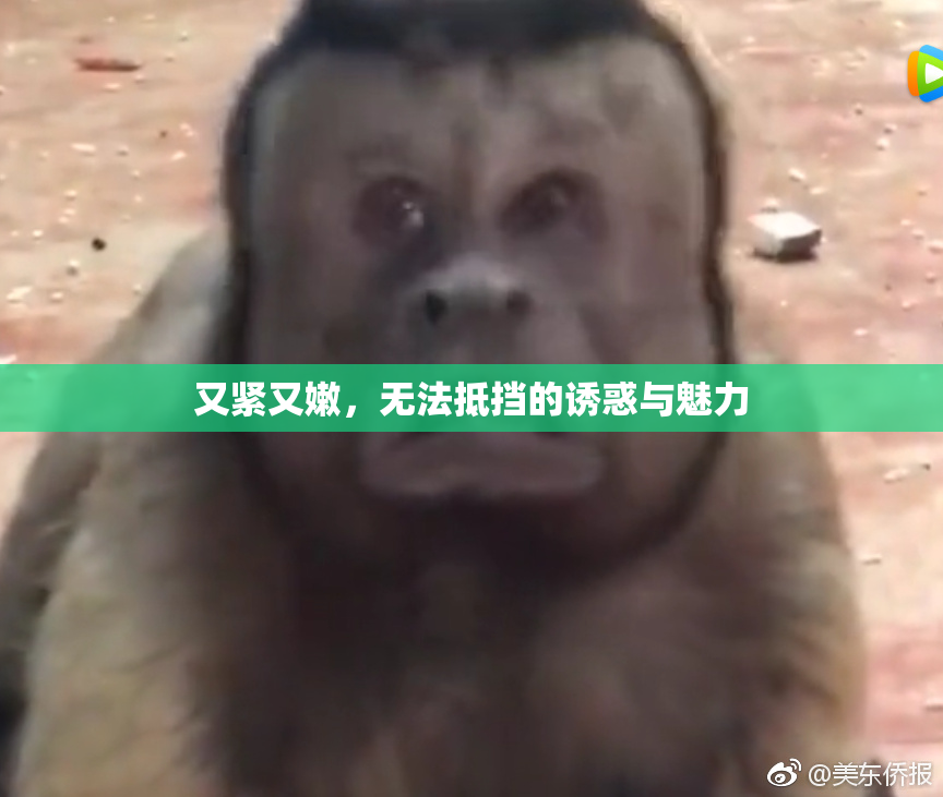又紧又嫩，无法抵挡的诱惑与魅力