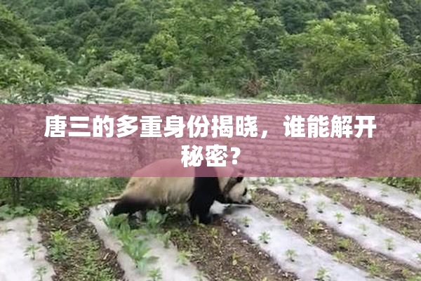 唐三的多重身份揭晓，谁能解开秘密？