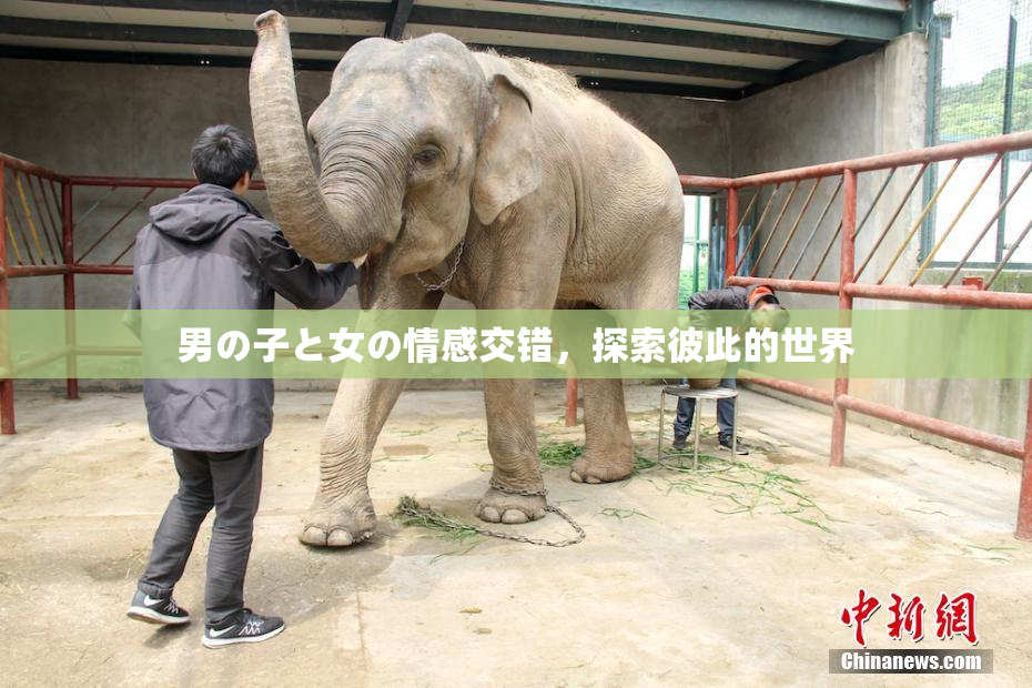 男の子と女の情感交错，探索彼此的世界