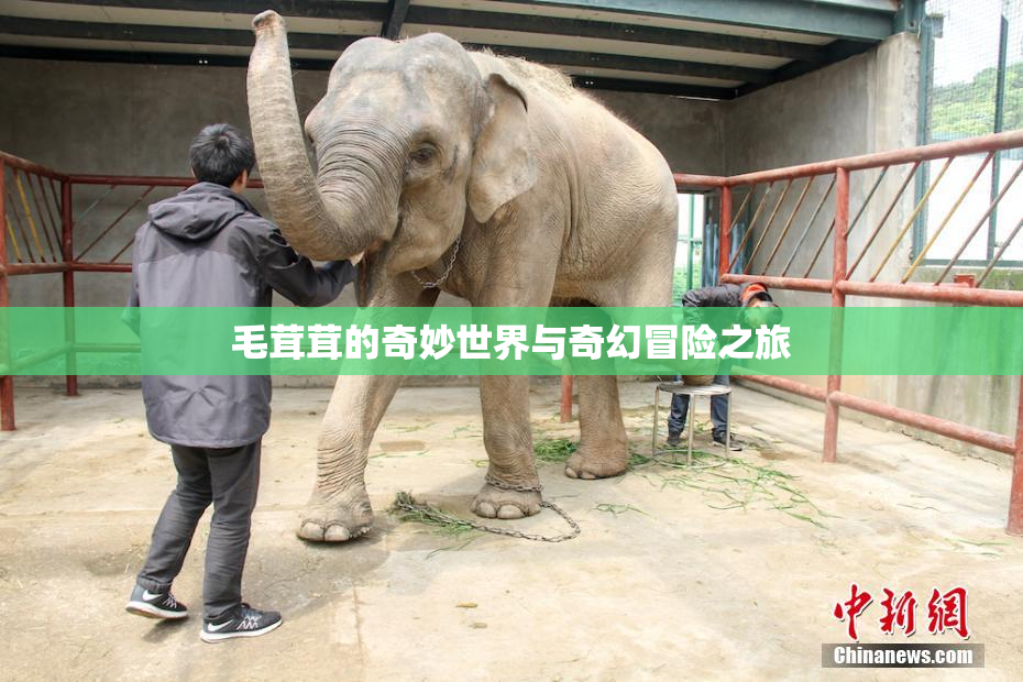 毛茸茸的奇妙世界与奇幻冒险之旅